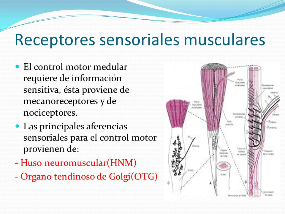 huso muscular y organo tendinoso de golgi funcion